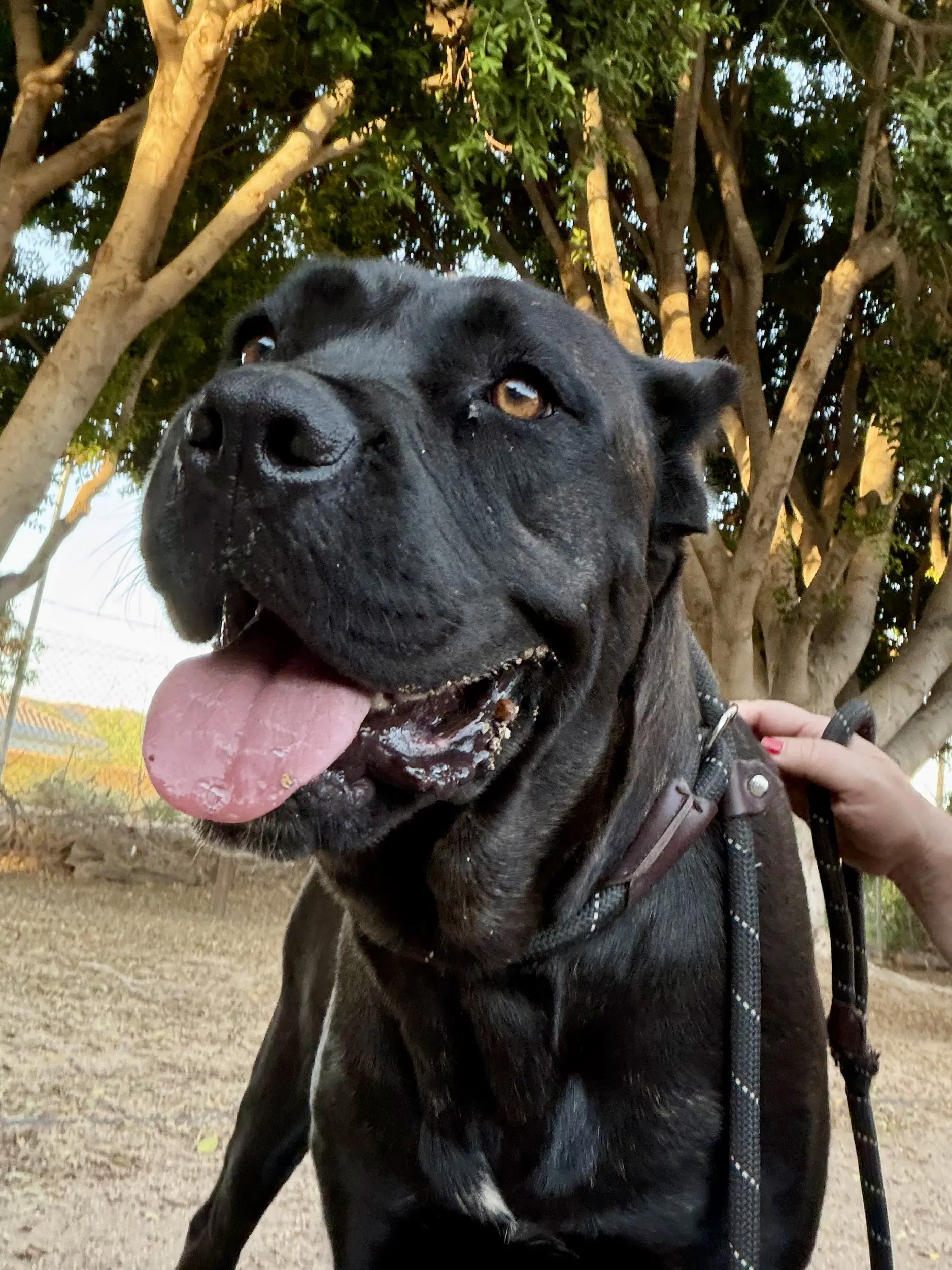 Pippa - Adopted - Cane Corso Mastiff