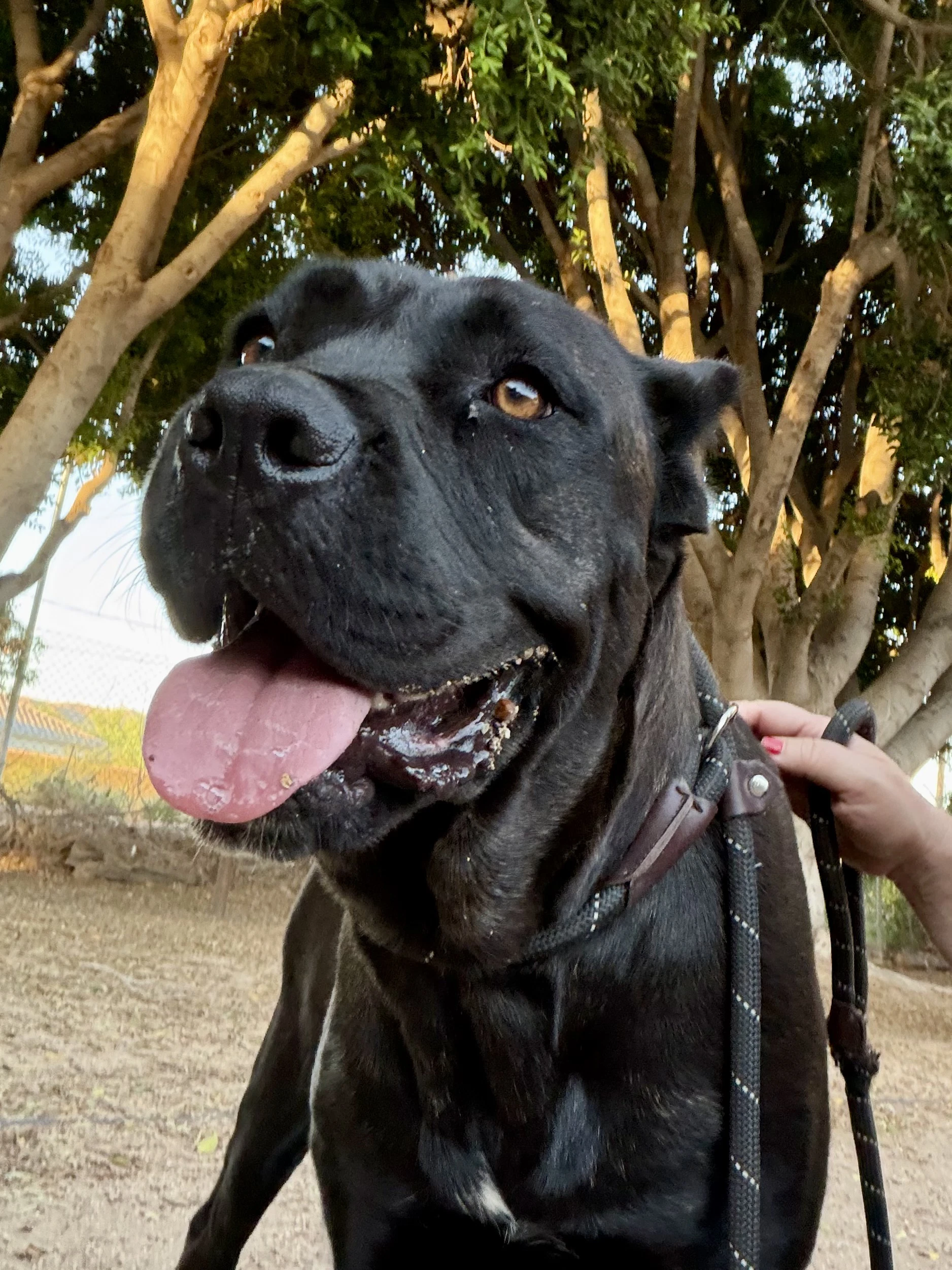 Pippa - Adopted