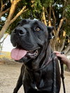 Pippa - adopted