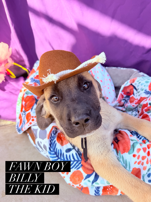 Billy the Kid, an adoptable Unknown breed in Goodyear, AZ