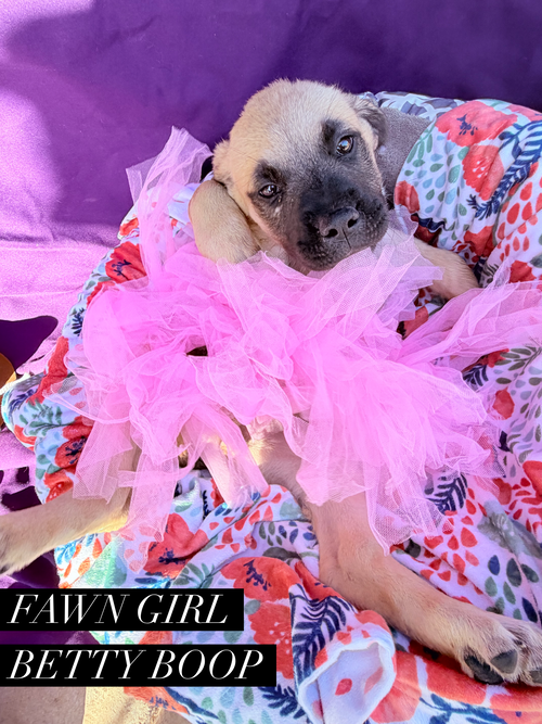 Betty Boop, an adoptable Unknown breed in Goodyear, AZ