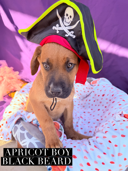 Black Beard, an adoptable Unknown breed in Goodyear, AZ