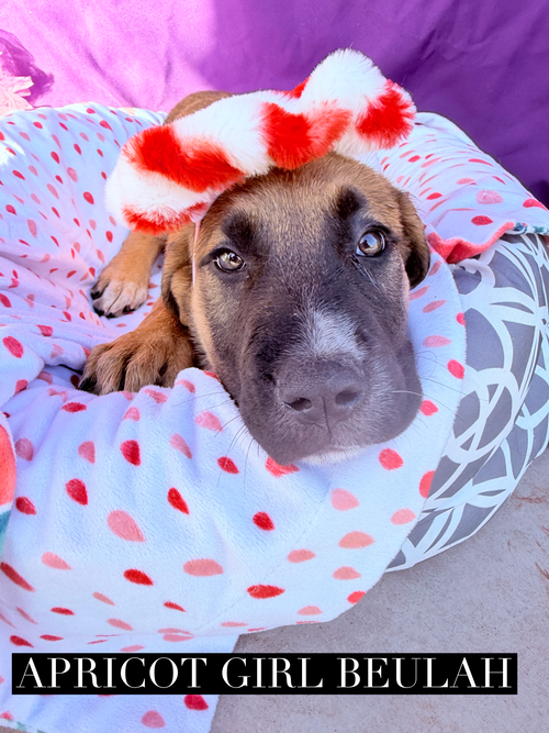 Beulah, an adoptable Unknown breed in Goodyear, AZ