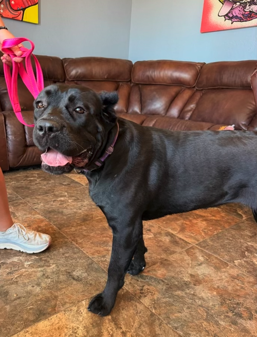 picture of the dog needing adoption