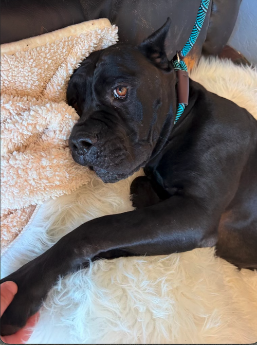 picture of the dog needing adoption