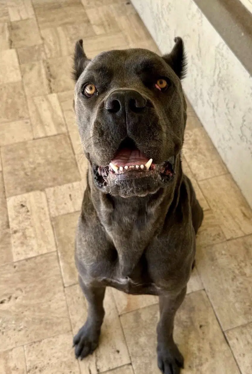 Diesel - Cane Corso Mastiff