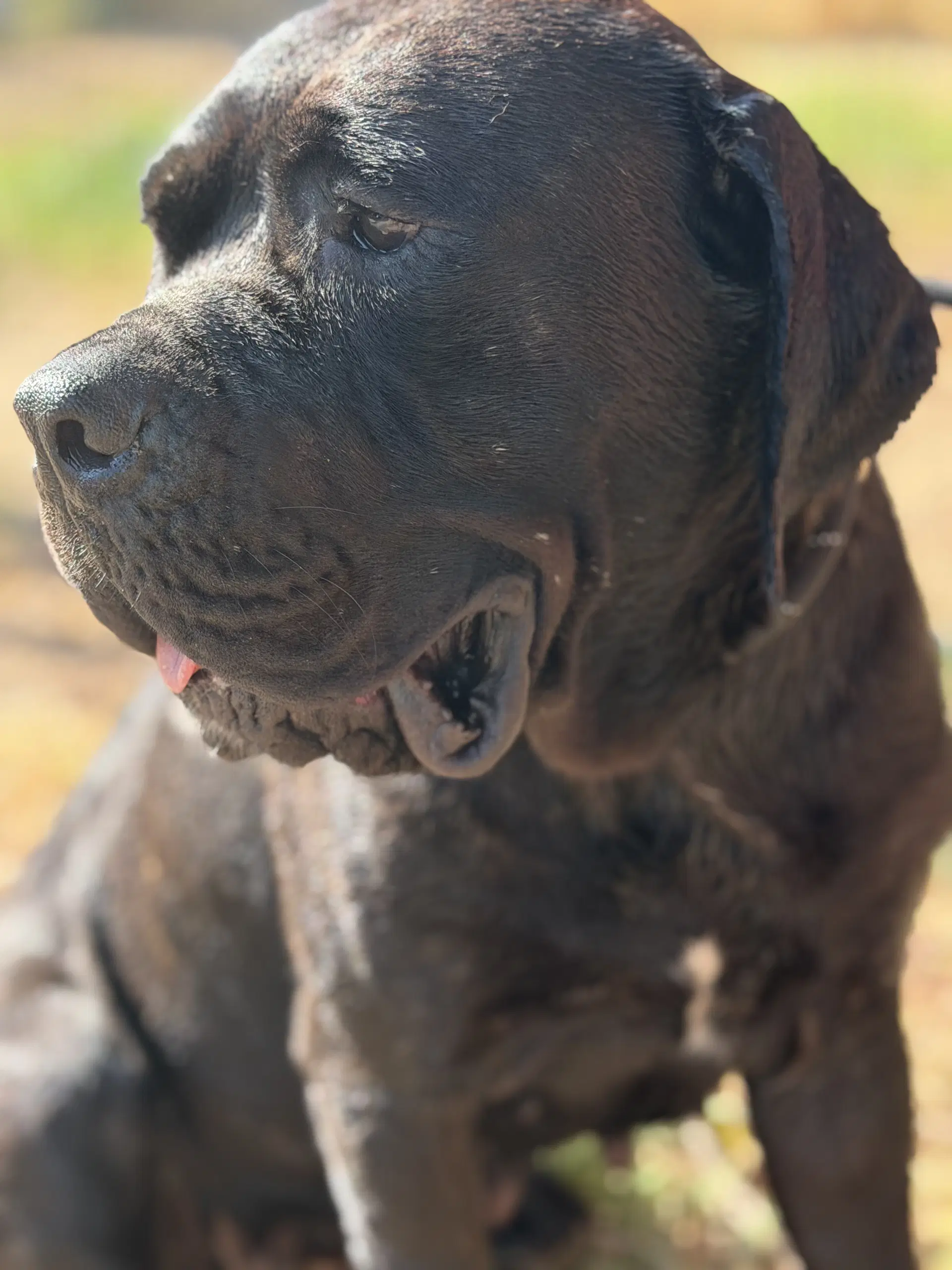 Gigi - Cane Corso Mastiff