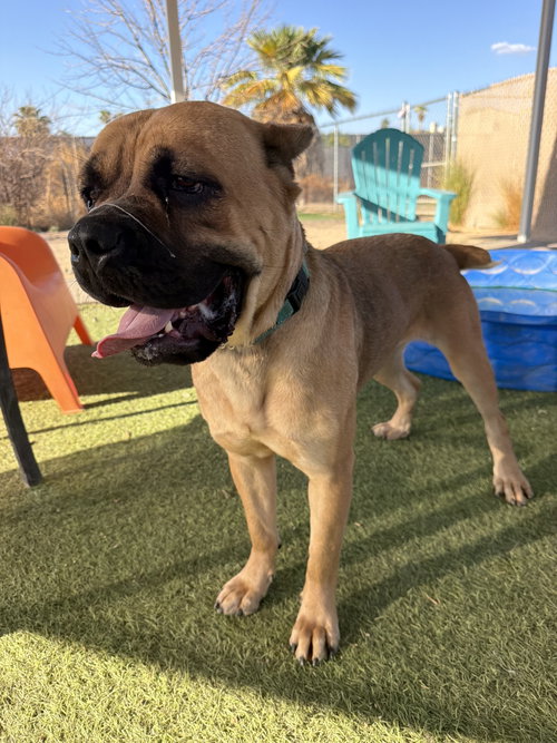 picture of the dog needing adoption