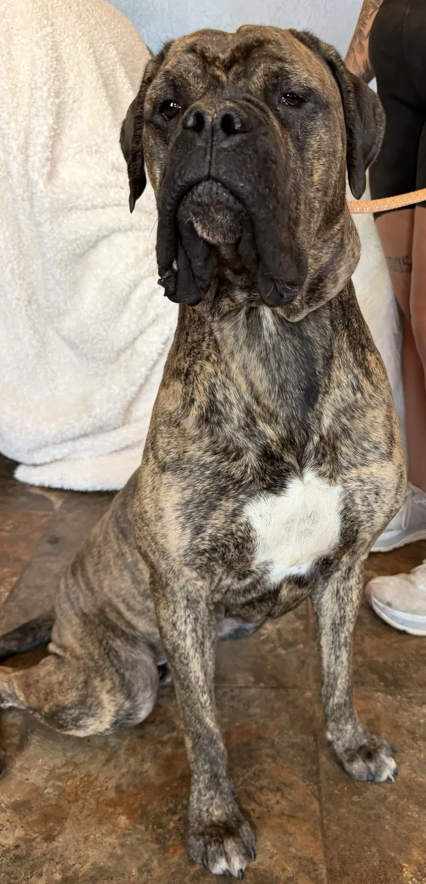 Maddie - Mastiff