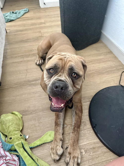 picture of the dog needing adoption
