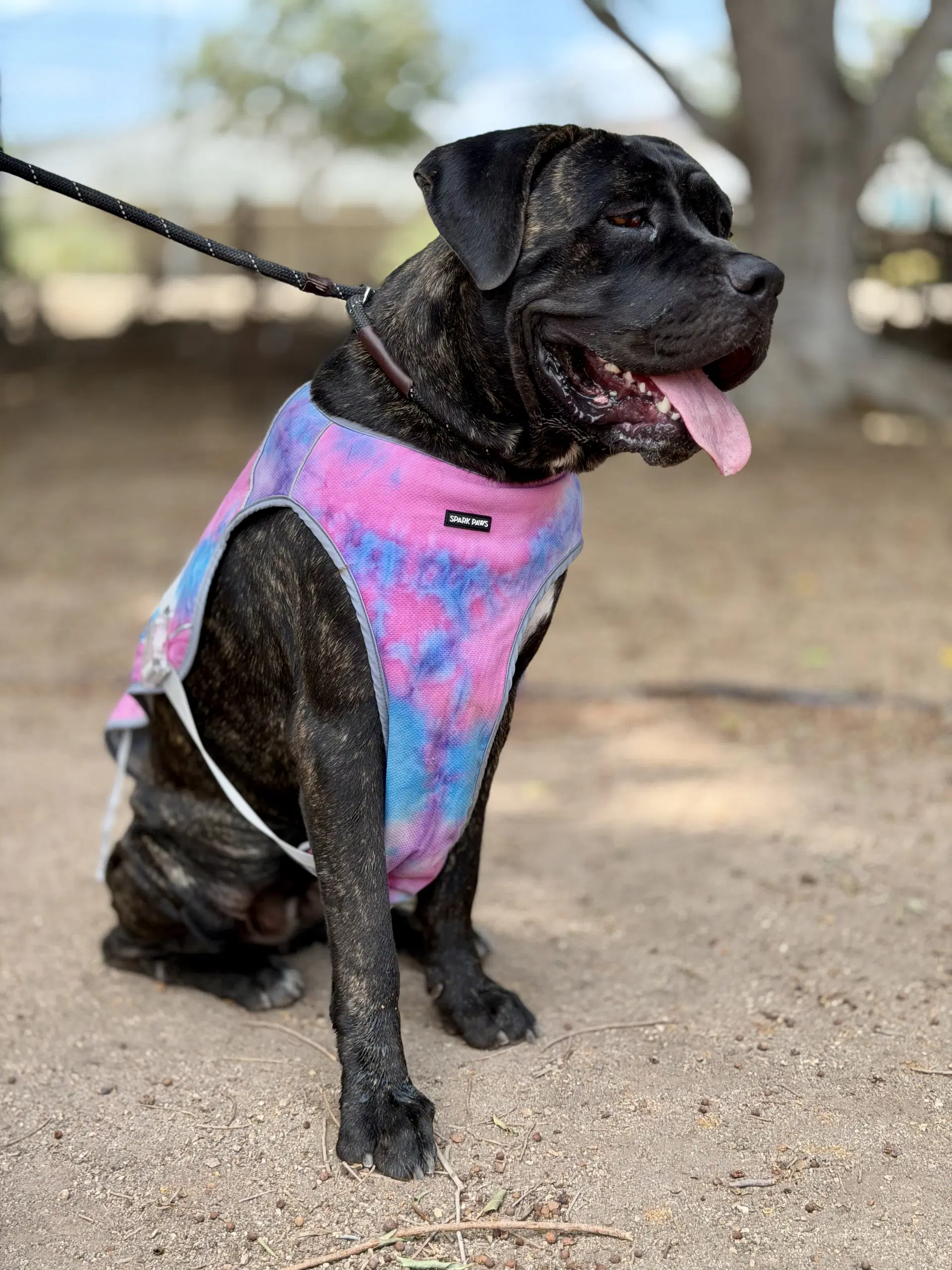 Molly - Cane Corso
