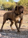 King 2