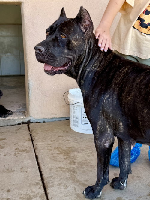 picture of the dog needing adoption