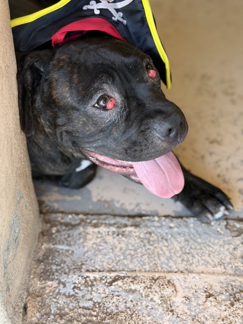 picture of the dog needing adoption