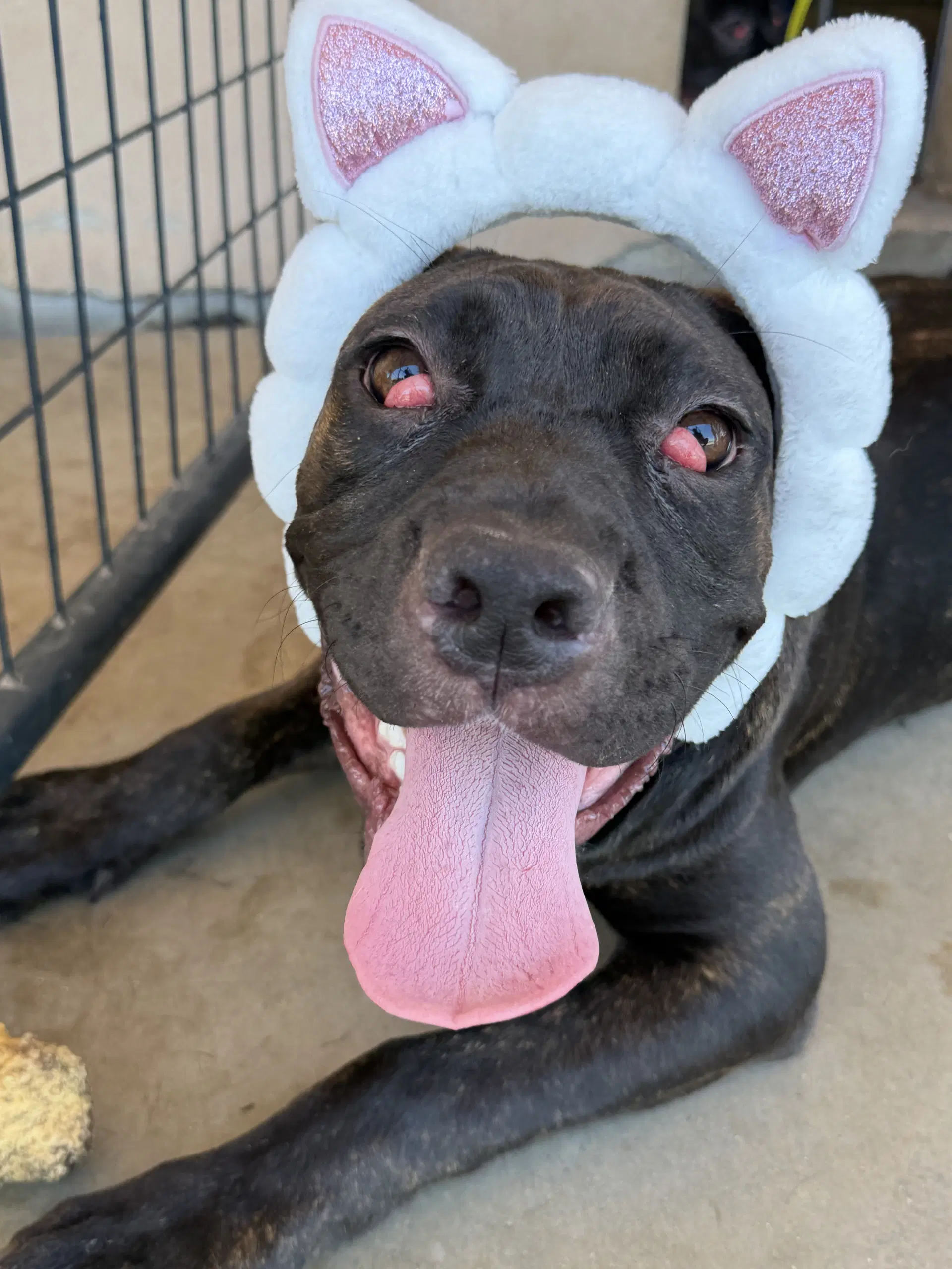 Starla - Cane Corso Mastiff