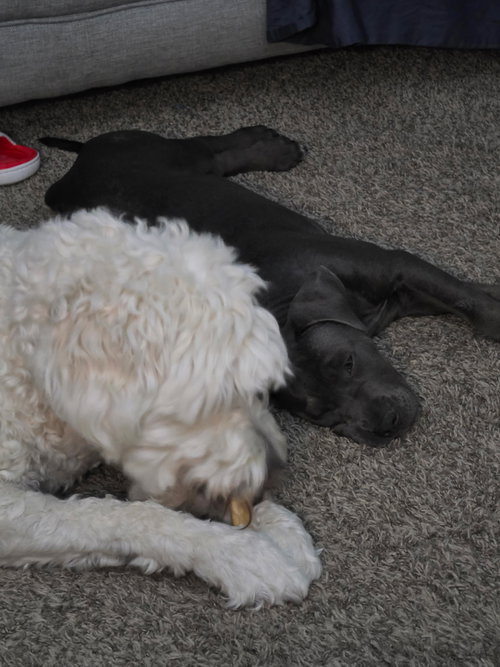 Photo 3 of Savannah - I was adopted!