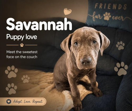 picture of the dog needing adoption