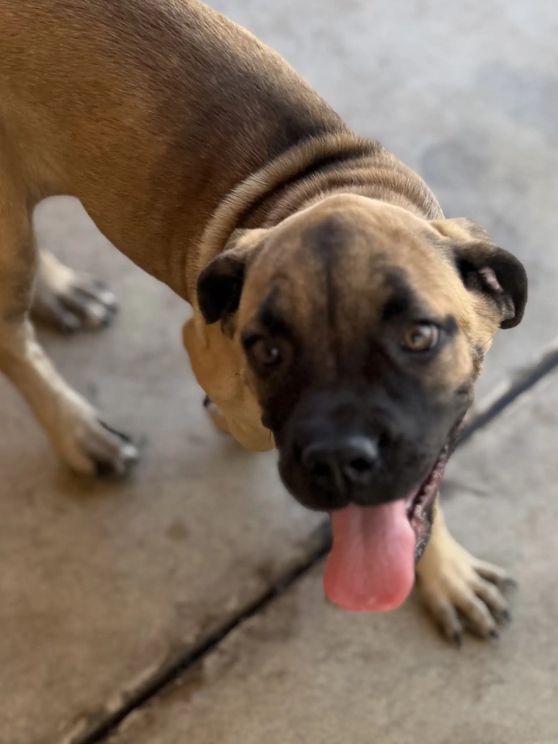 Stella - Cane Corso Mastiff