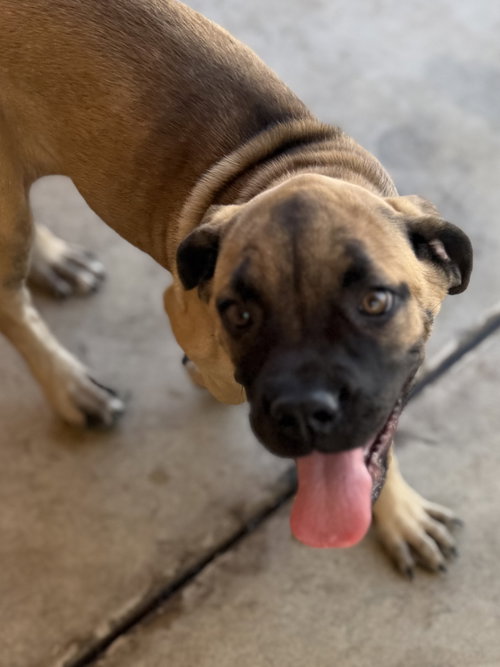 picture of the dog needing adoption