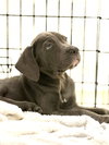Serafina