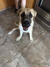 Bruce