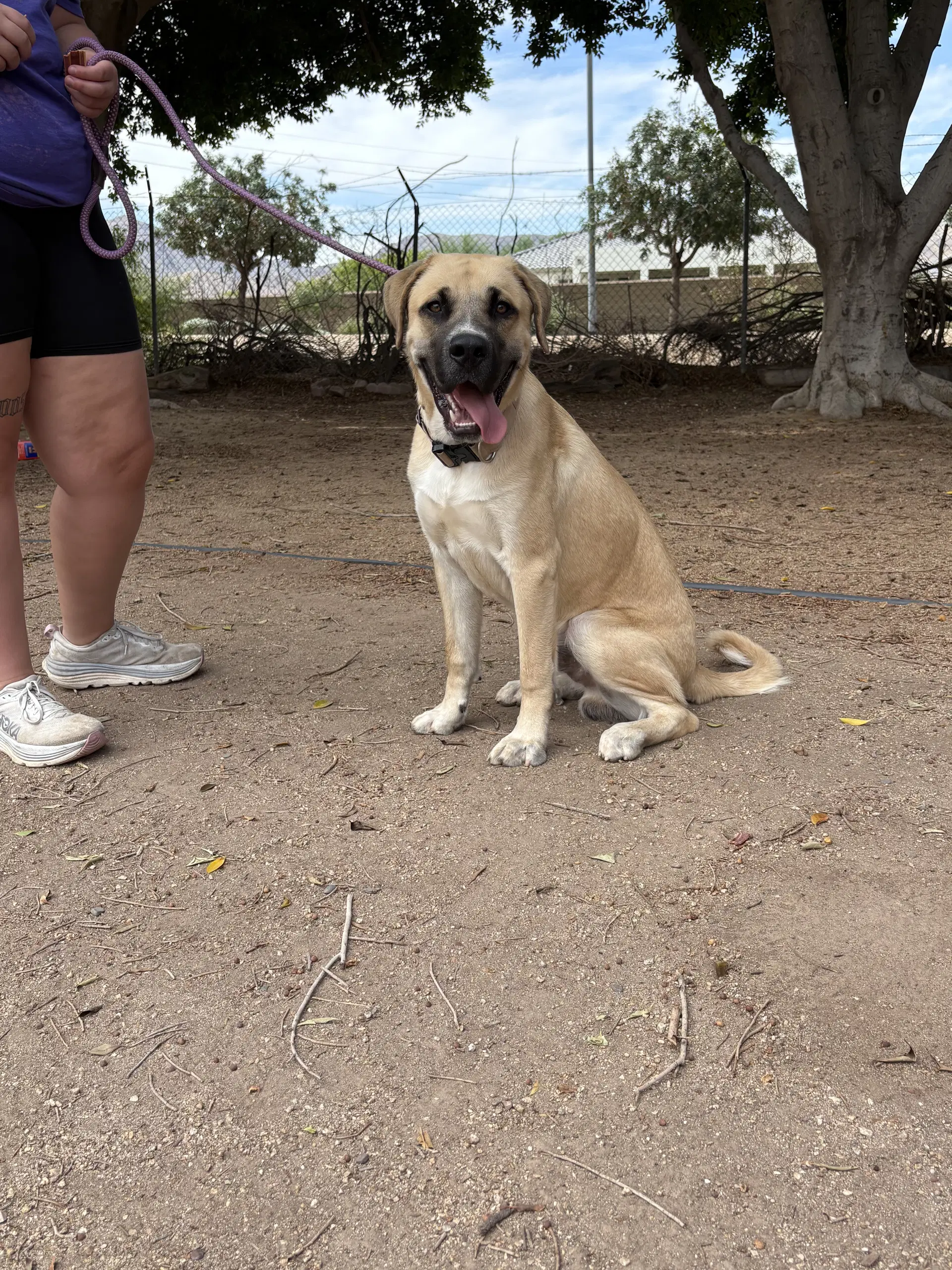 Bruce - Mastiff