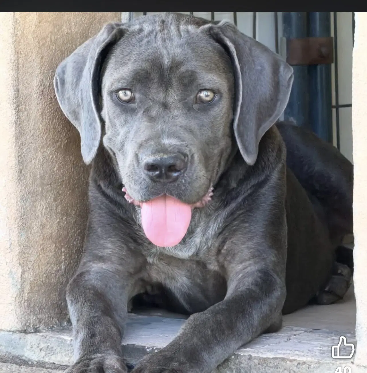 Iris - Cane Corso Mastiff