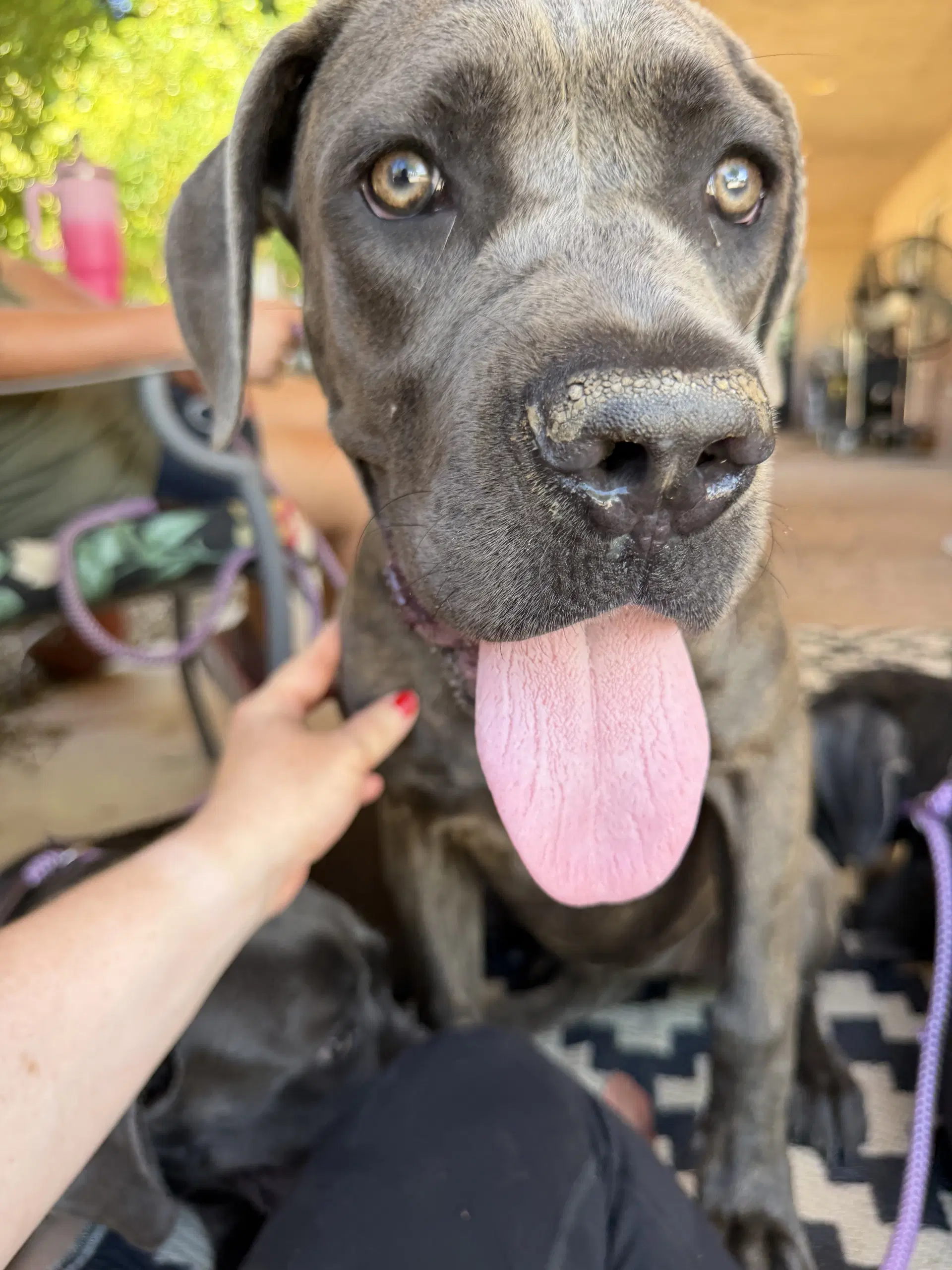 Chonkers - Cane Corso Mastiff