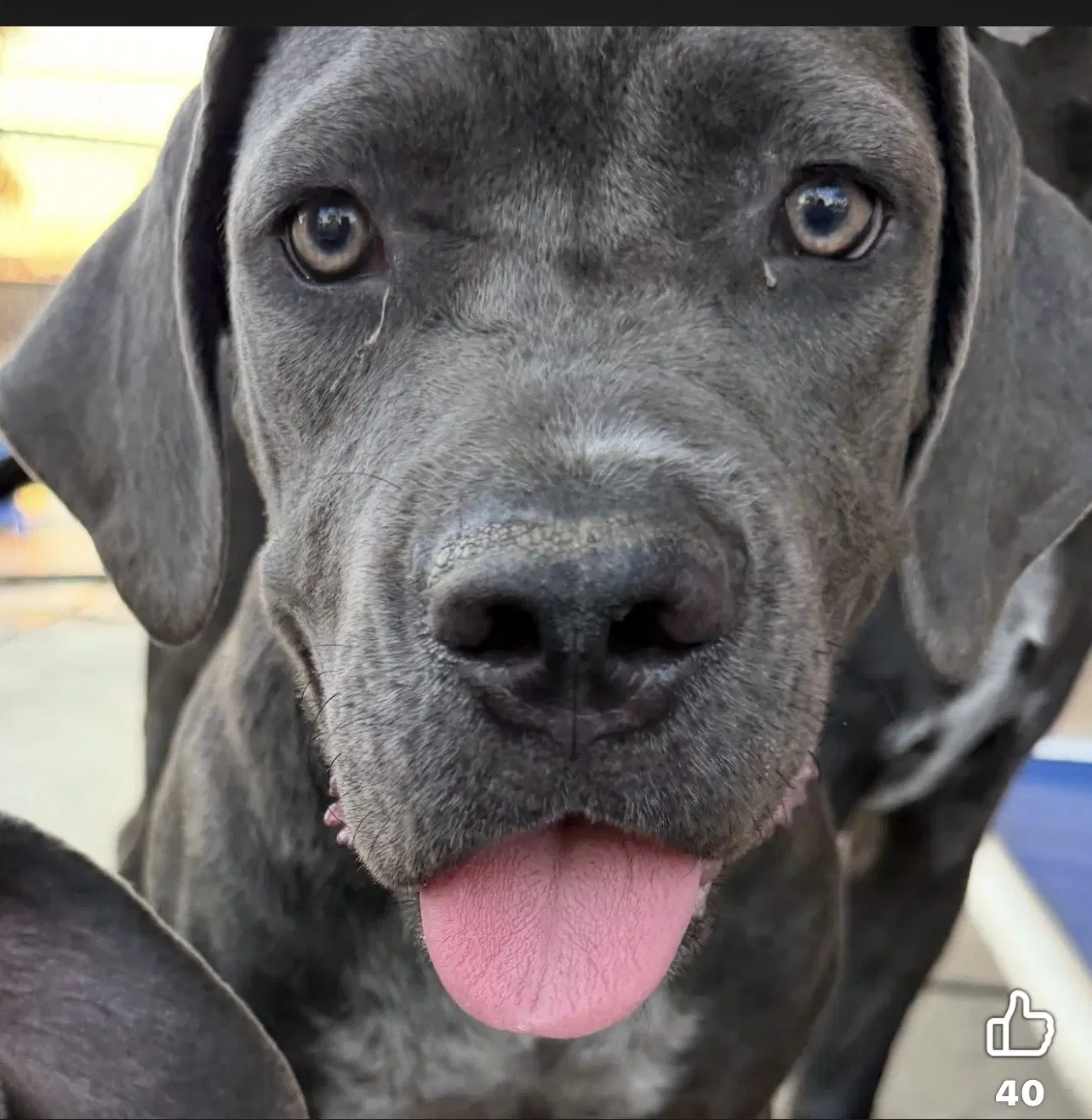 Chonkers - Cane Corso Mastiff