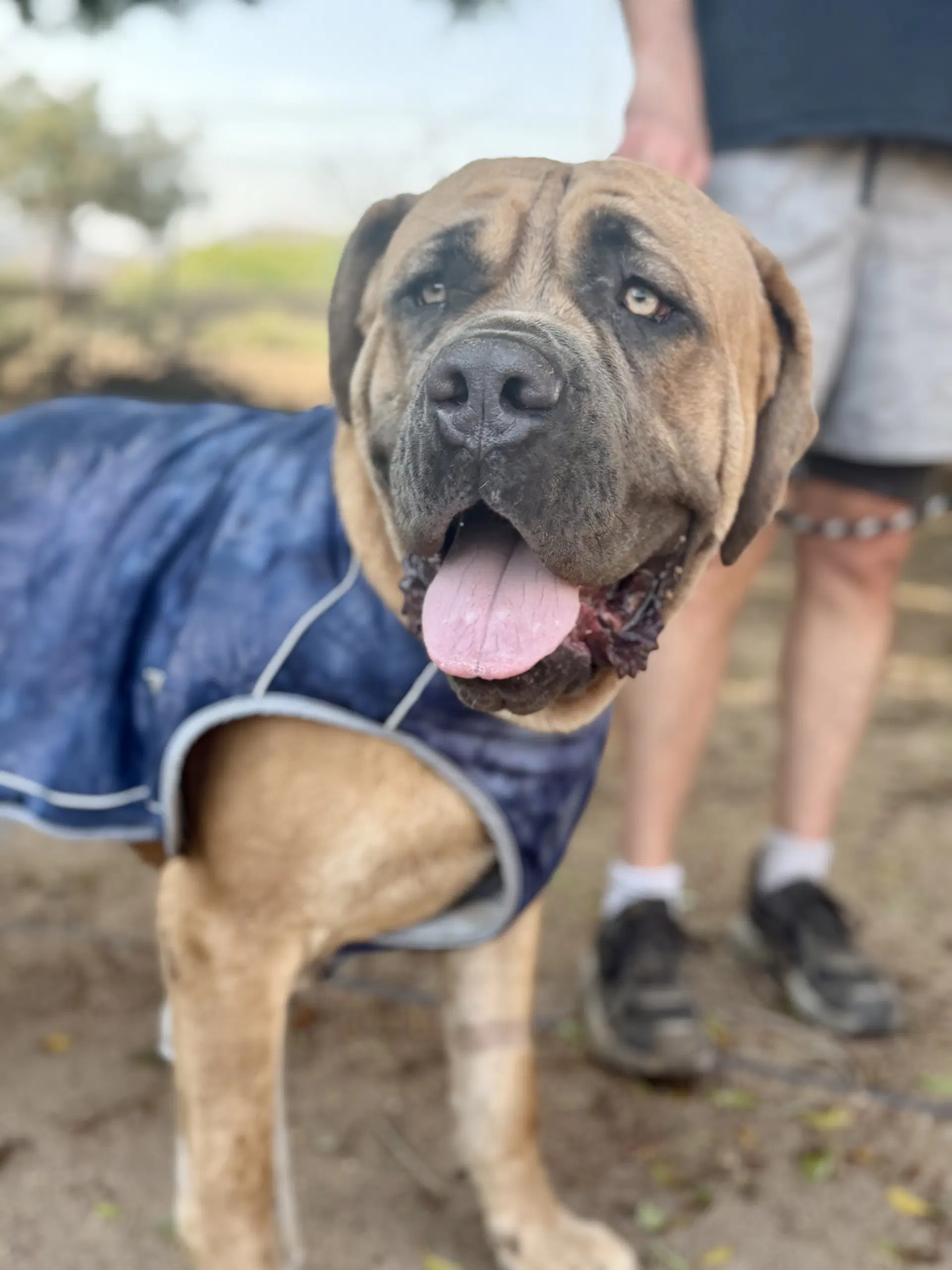 Hercules - Mastiff