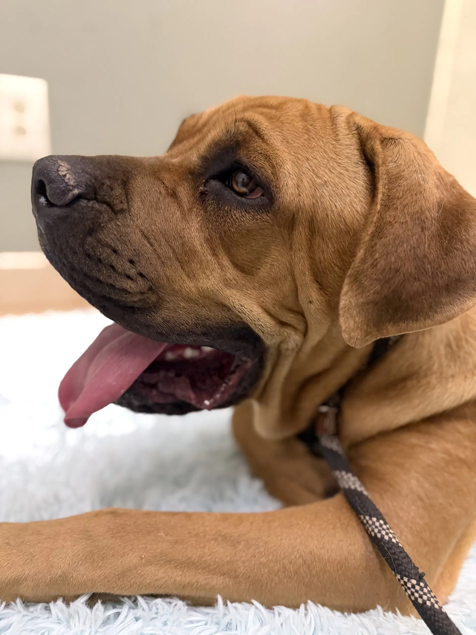 Spot - Mastiff