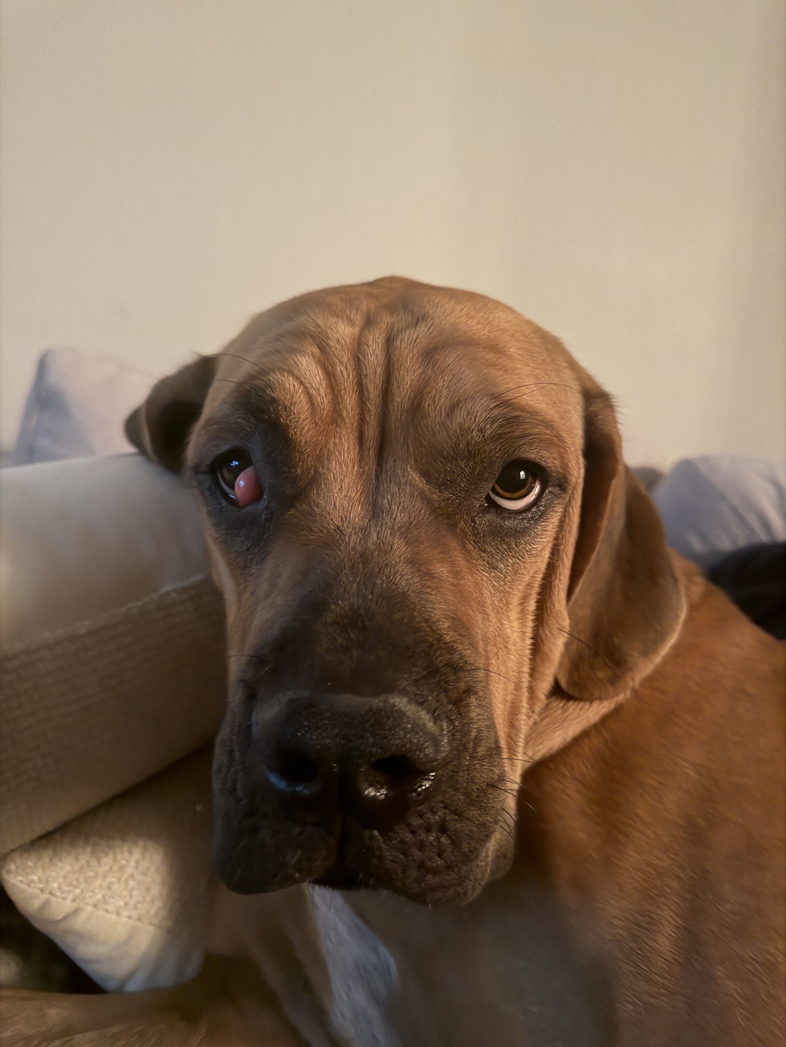 Spot, photo 4
