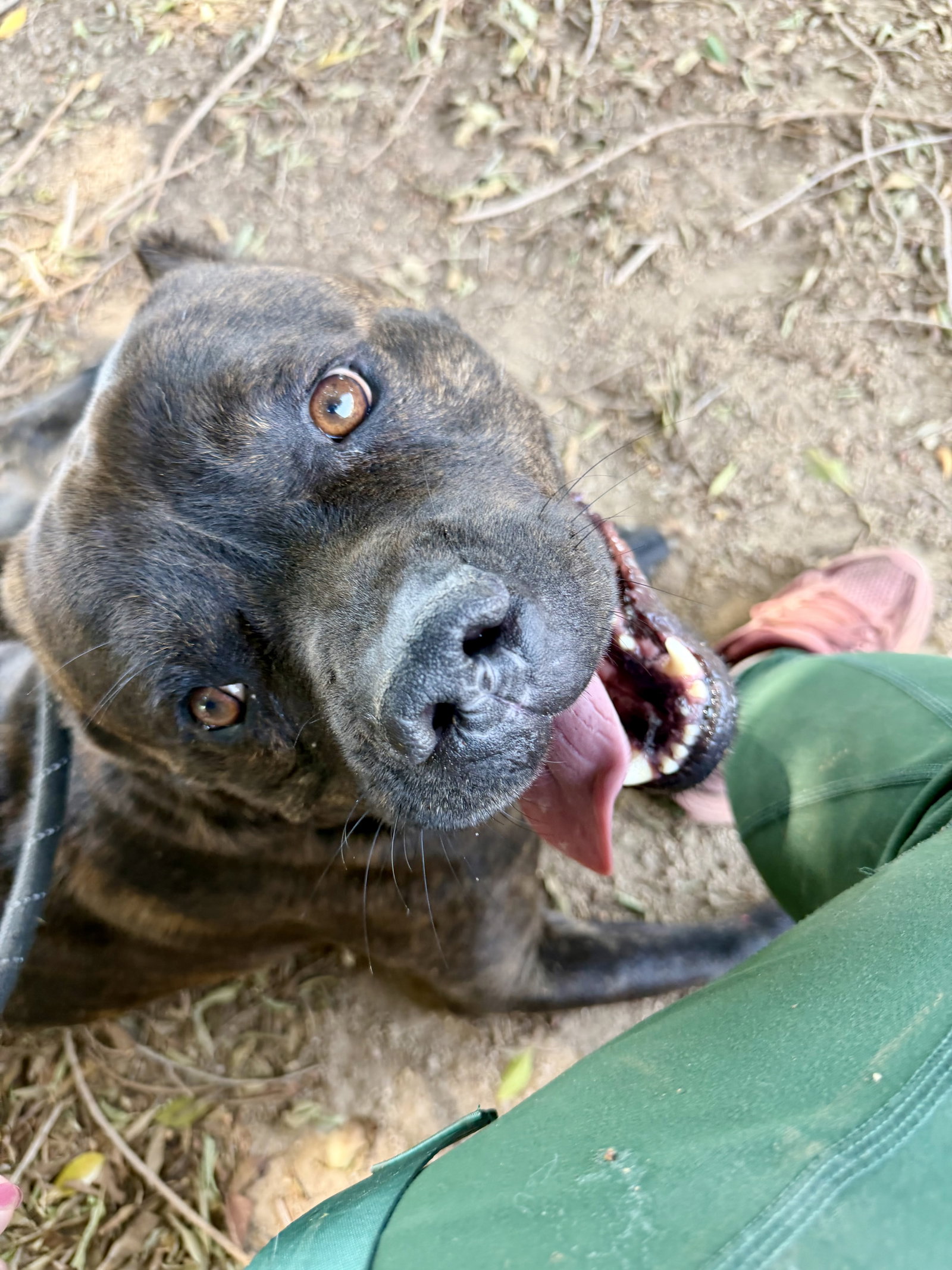 Vader, photo 9