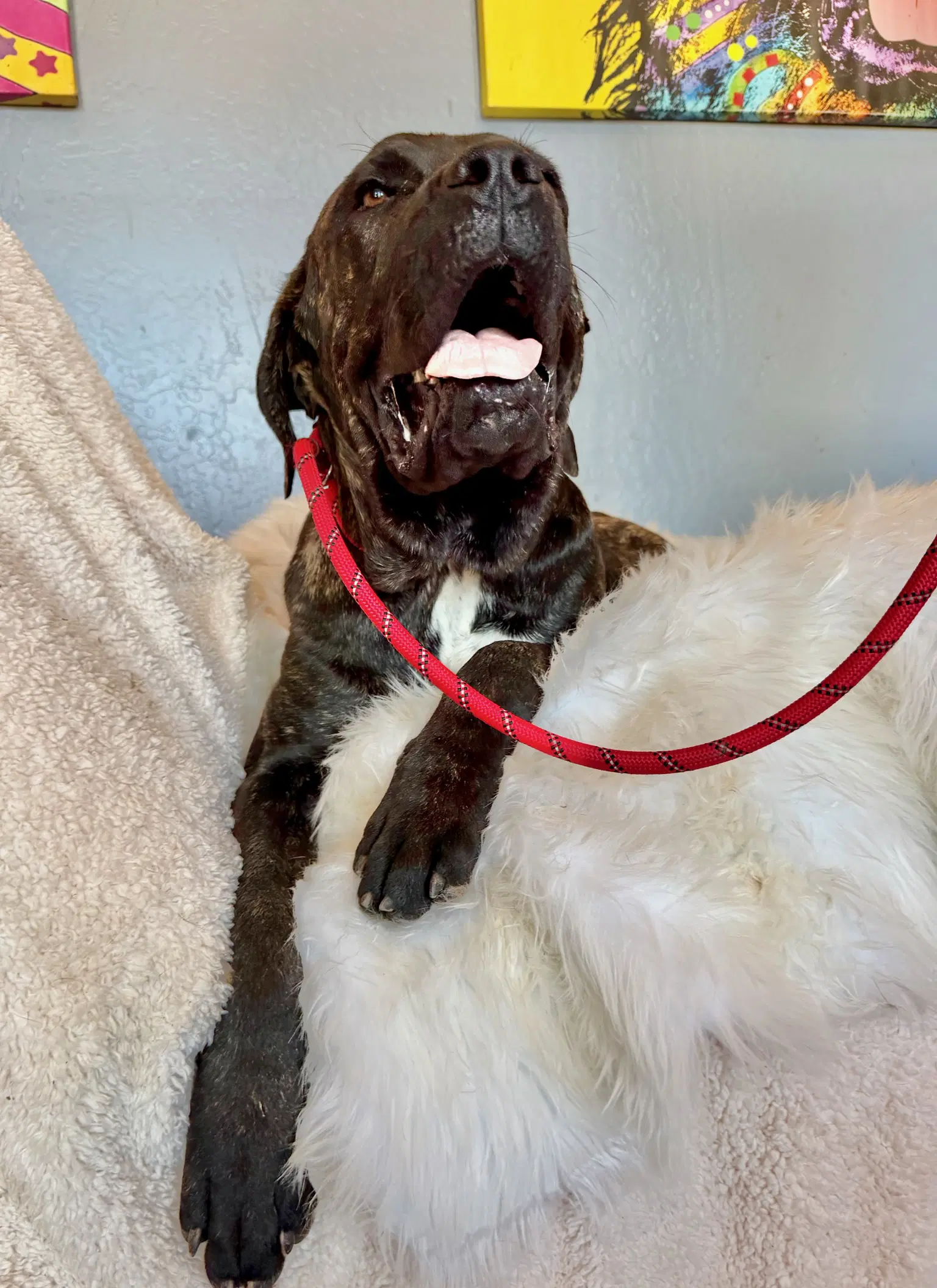 Theo - Mastiff