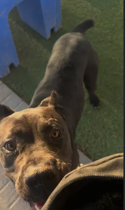 Kali - Cane Corso Mastiff