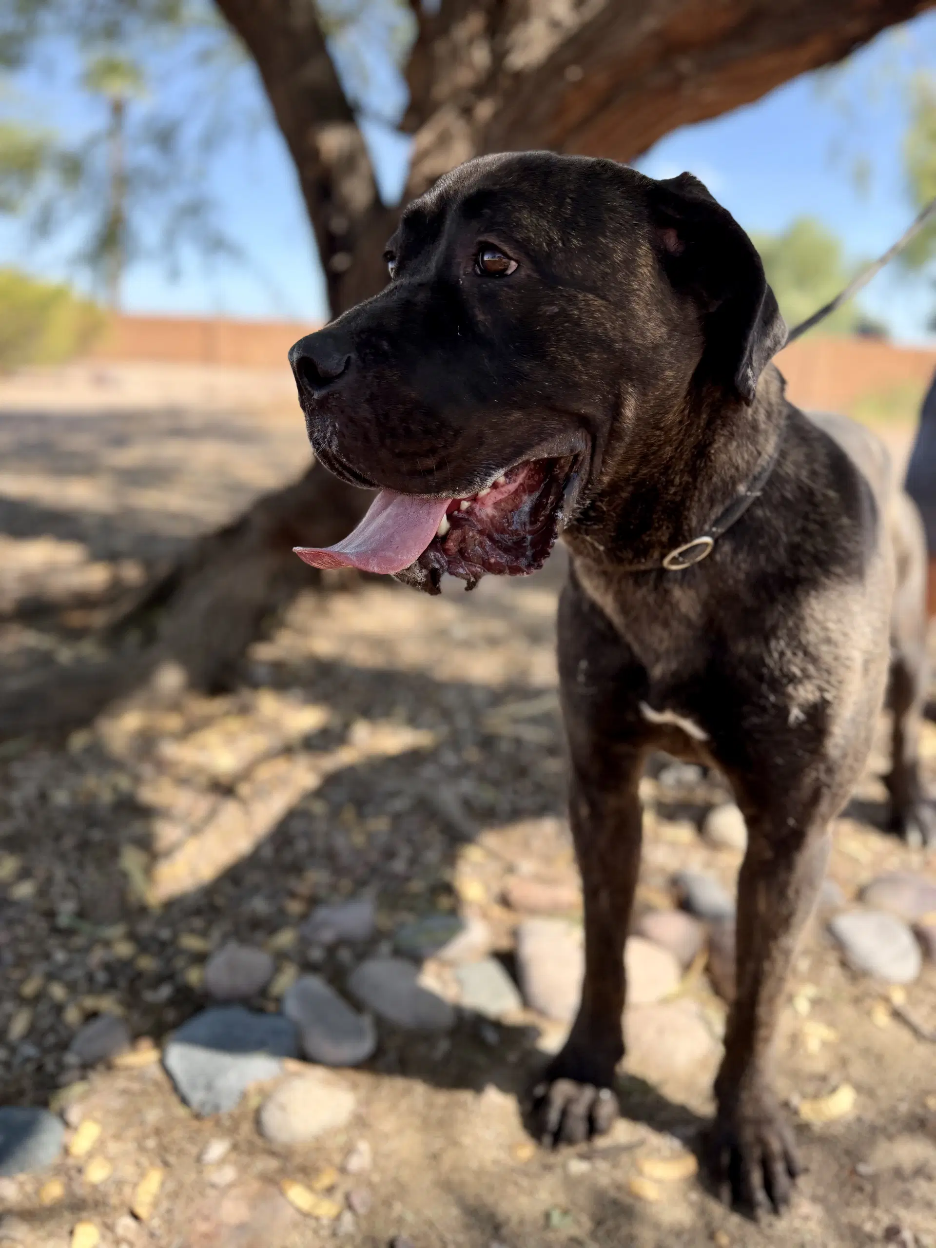 Darla - Mastiff