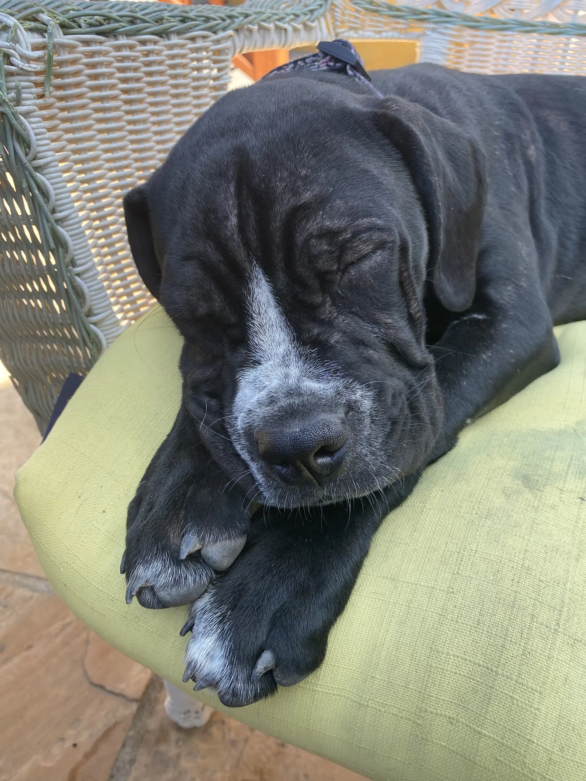 Winnie image 2