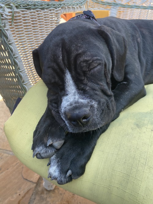 Photo 2 of Winnie- I was adopted!