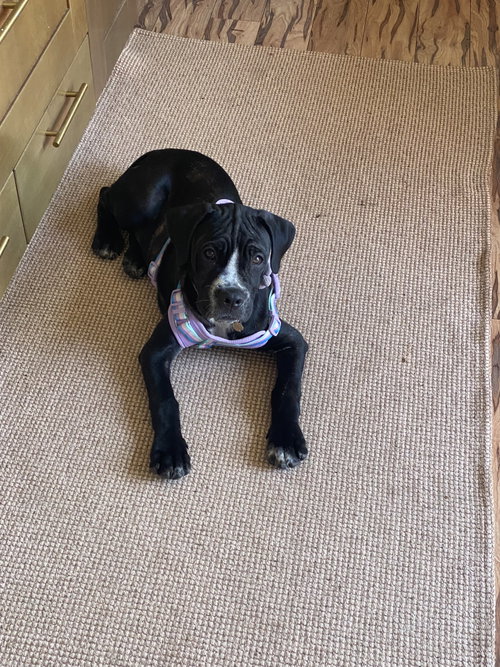 Photo 3 of Winnie- I was adopted!