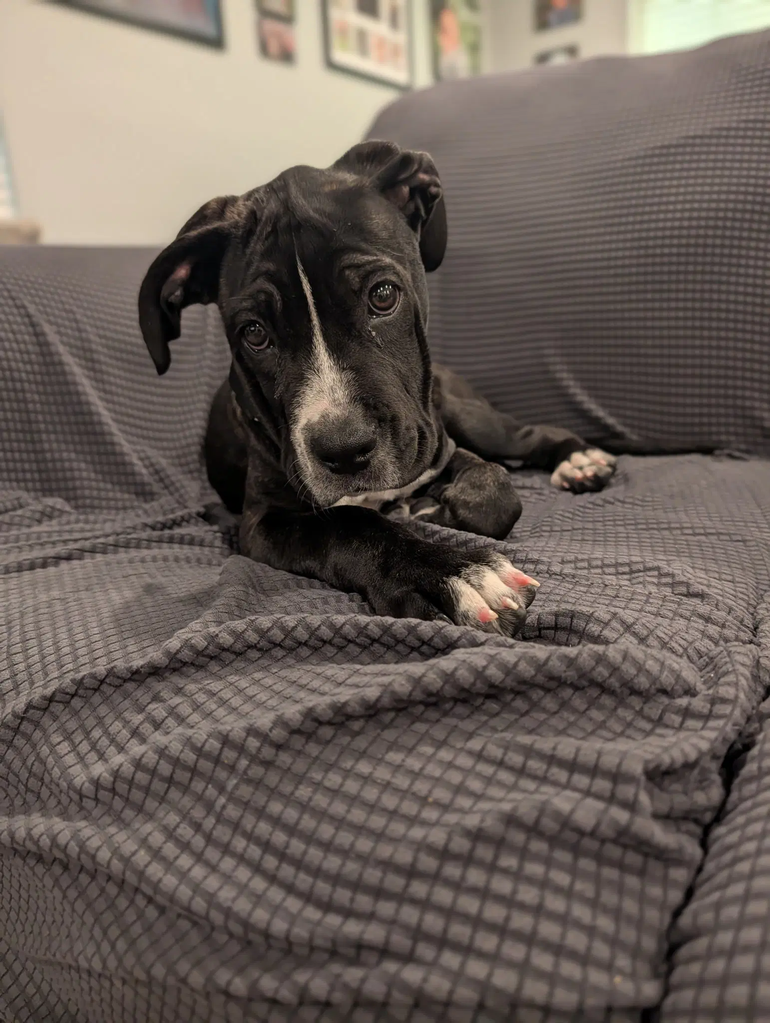 Delilah image 2