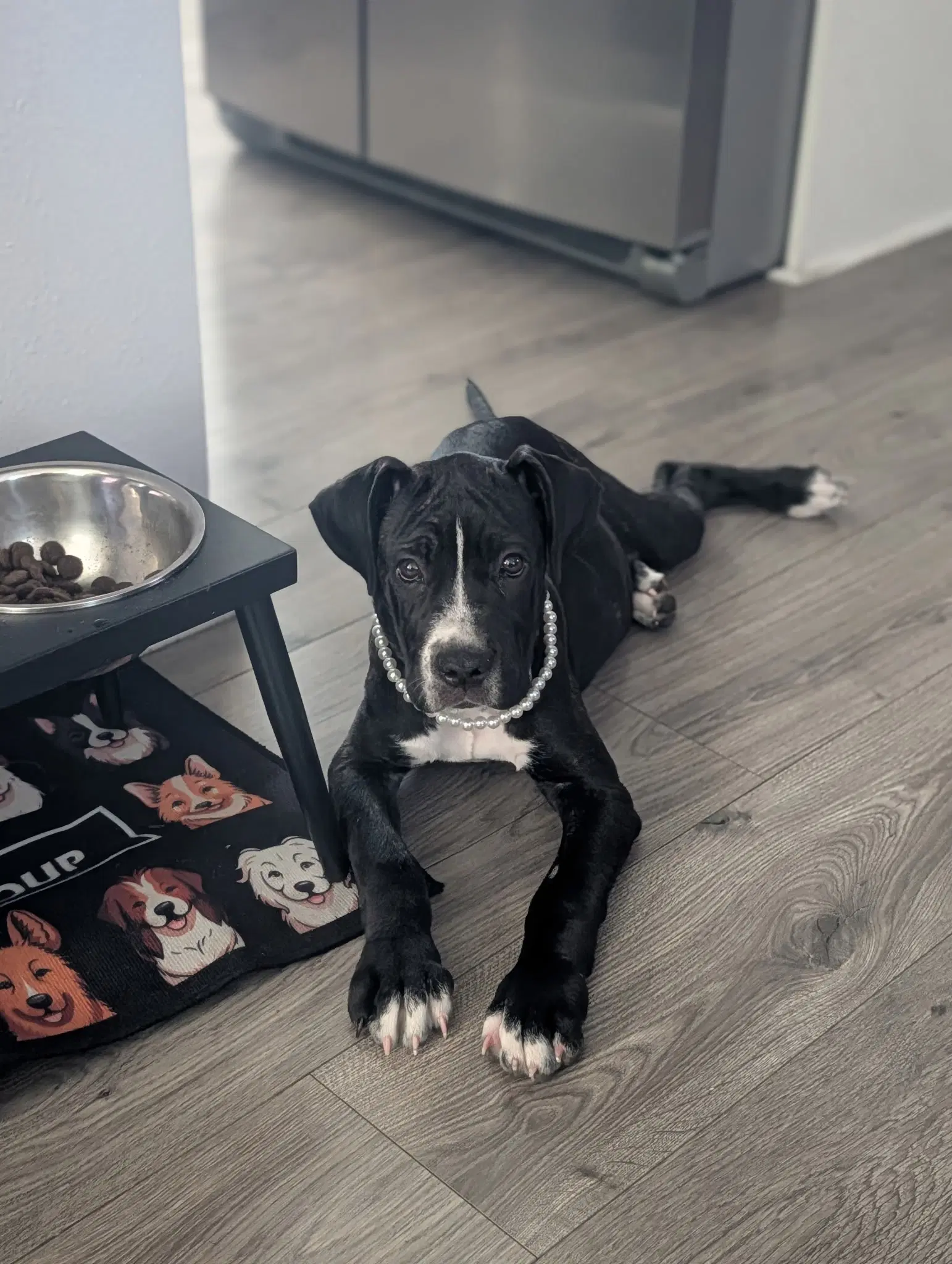 Delilah - Mastiff