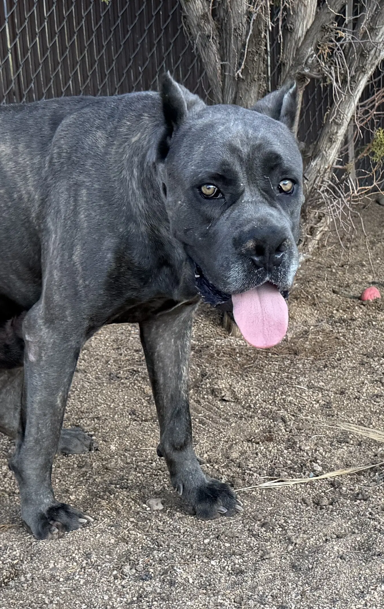 Potato - Cane Corso Mastiff
