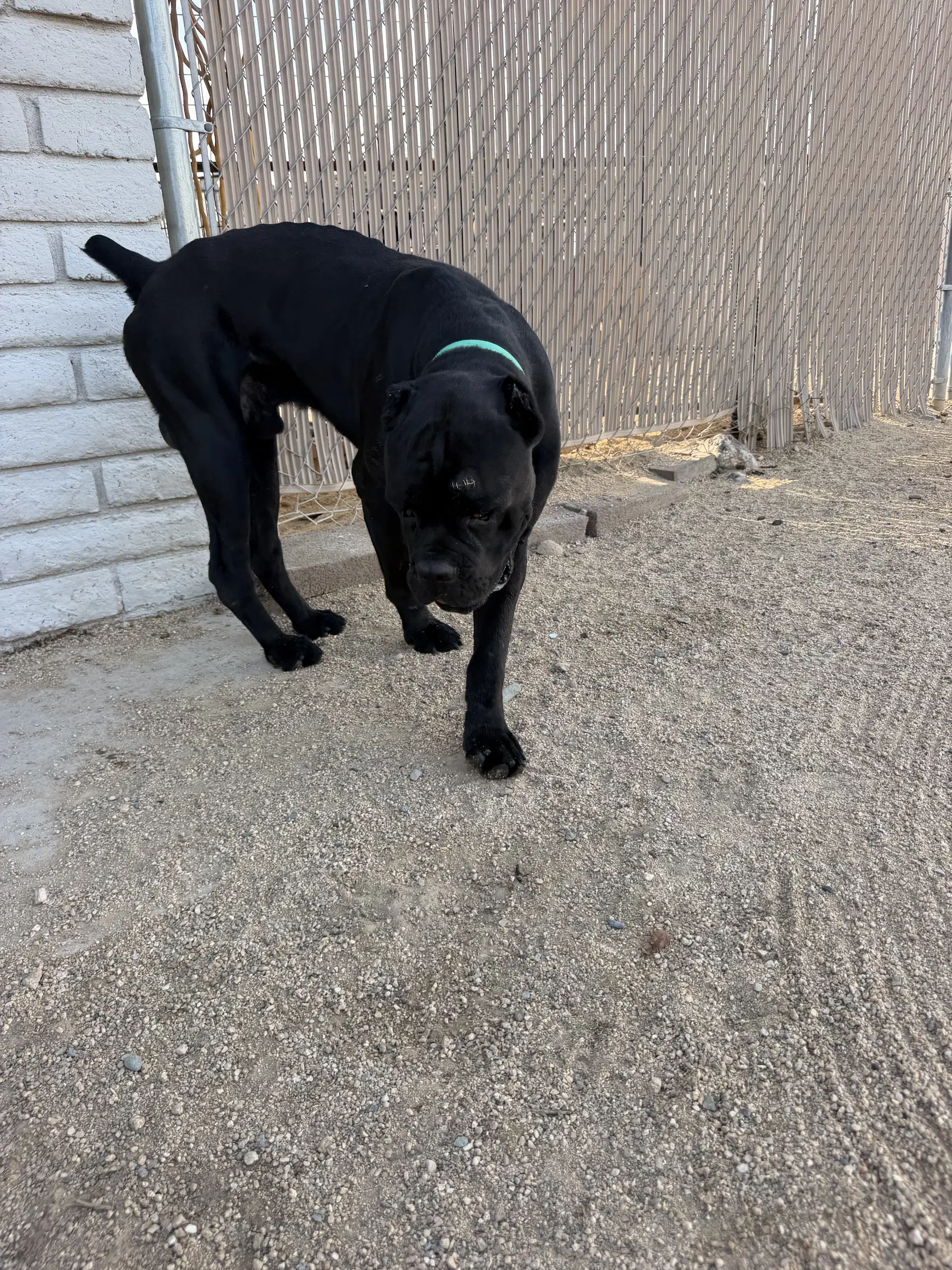 Mater - Cane Corso Mastiff