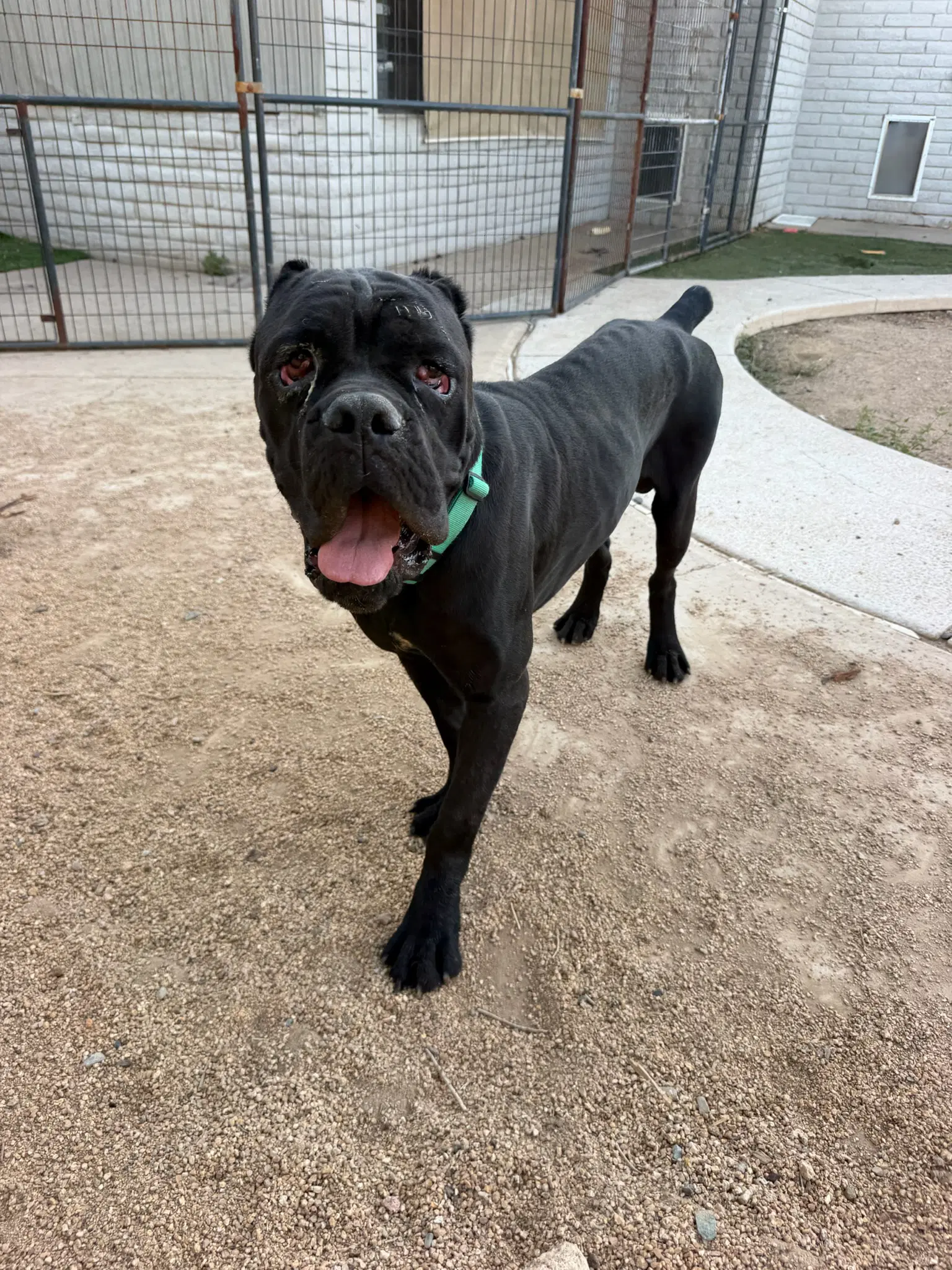 Mater - Cane Corso Mastiff