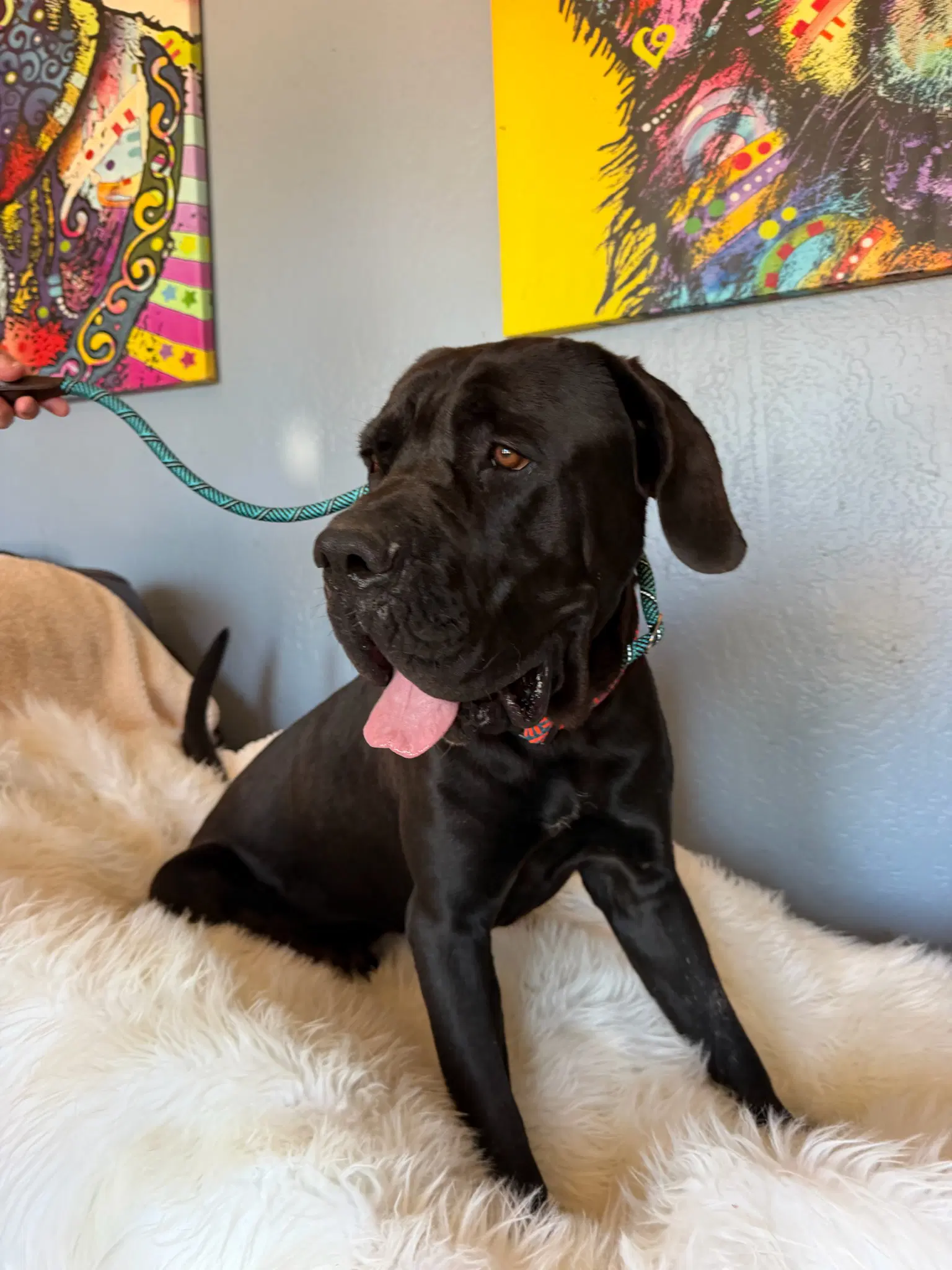 Bronx - Mastiff