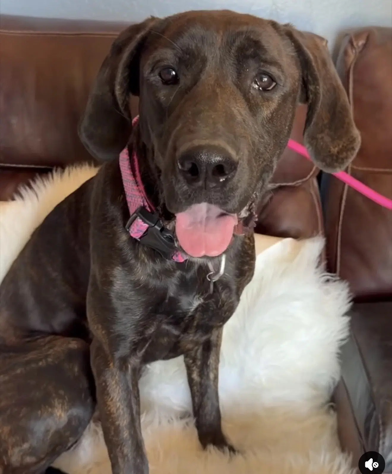 Lena - Mastiff