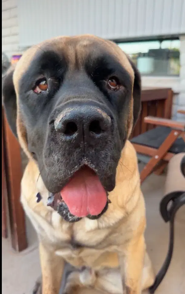 Hank - English Mastiff