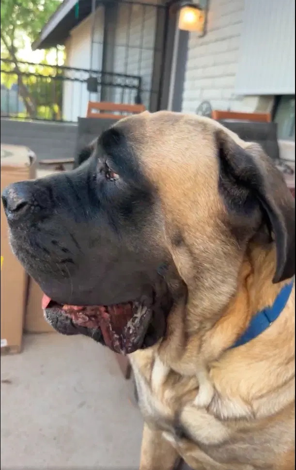 Hank image 2