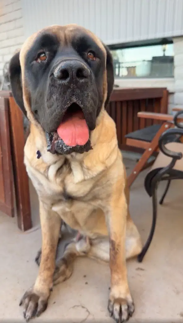Hank image 4