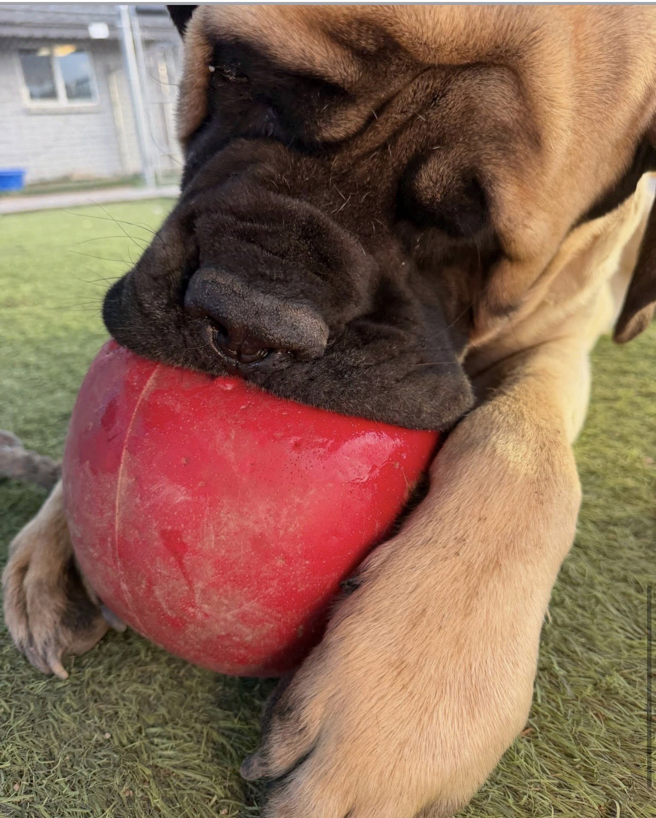 Hank, photo 3